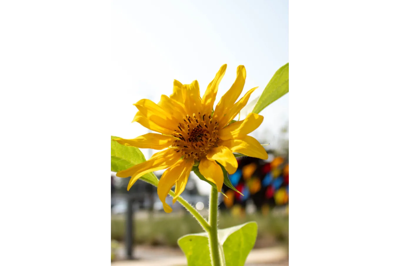 Yellow sunflower reaches for a blue sky in the garden at Richland Library St. Andrews. The Public Art can be seen in the background.