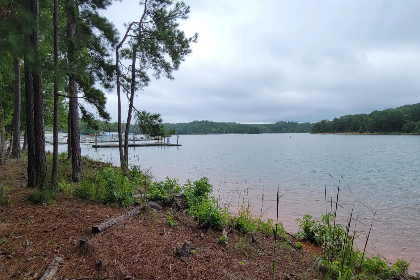 pine trees near lake