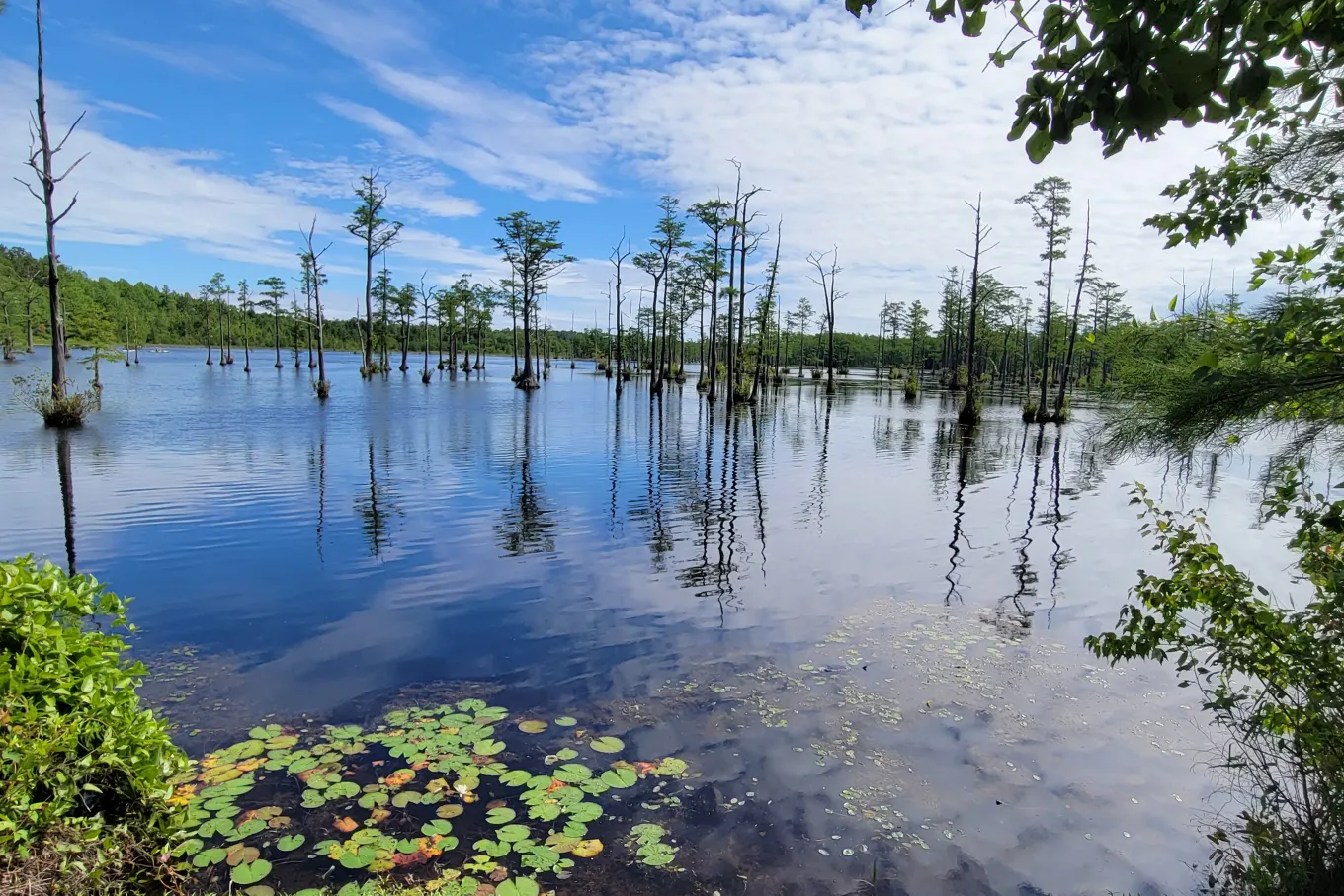 Swamp trees with a blue sky
