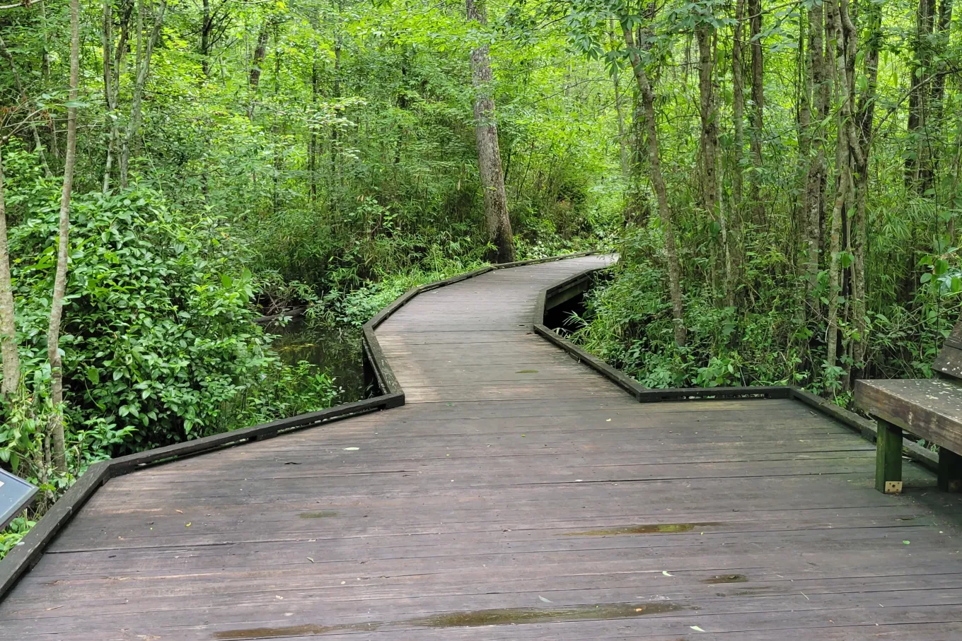 wooden walkway through bright green forest
