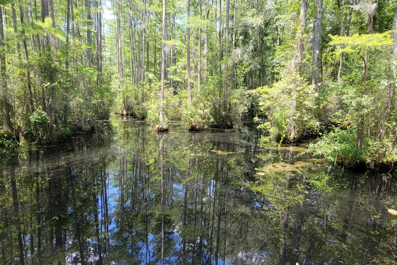 SWAMP