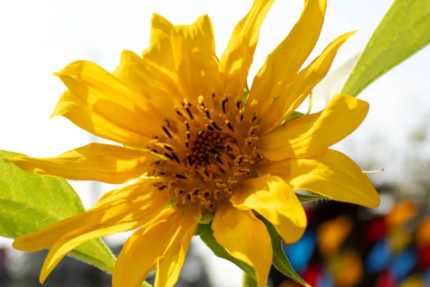 Yellow sunflower reaches for a blue sky in the garden at Richland Library St. Andrews. The Public Art can be seen in the background.