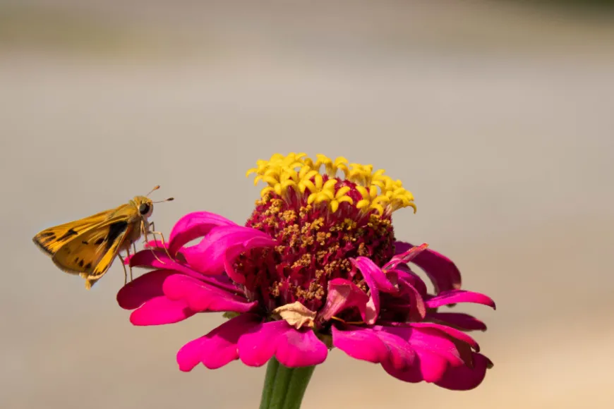 Pink Zinna with a yellow center is centered in the image with a brown moth resting on the left side of the petals. 