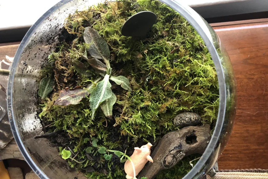 Terrarium
