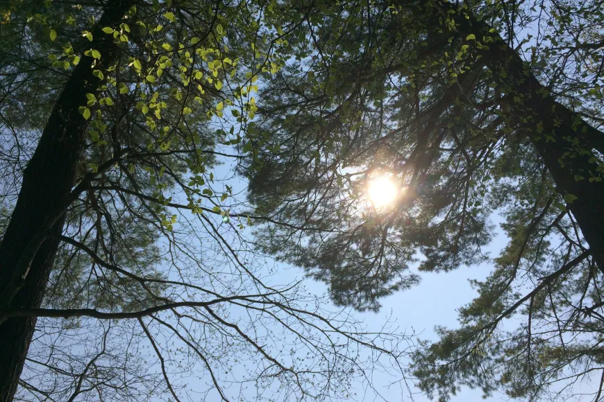 Sun shining through the trees