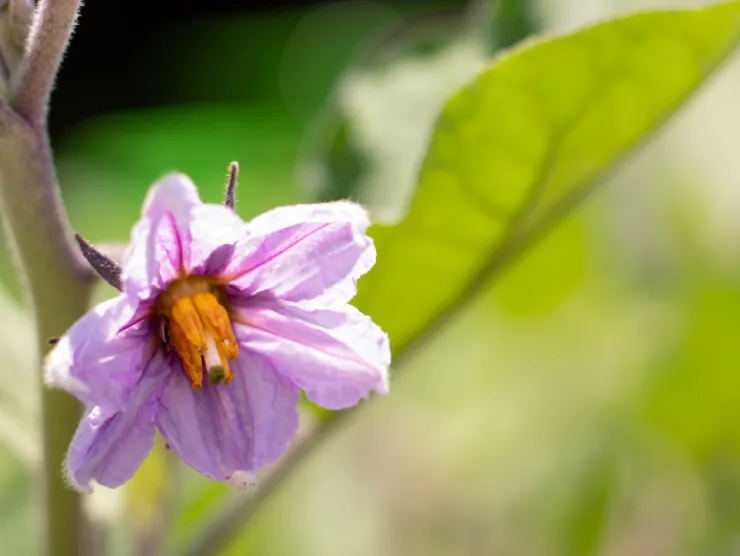 Blooming plant