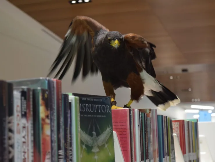 A bird, wings extended, standing on a row of books. 