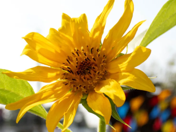 Yellow sunflower reaches for a blue sky in the garden at Richland Library St. Andrews. The Public Art can be seen in the background.
