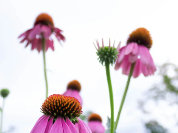 Purple cone flowers reach for an almost cloudless sky