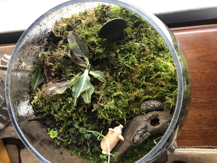Terrarium