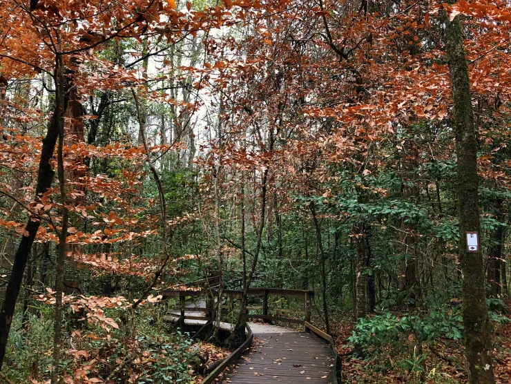 This is the Boardwalk Loop Trail during the autumn season.