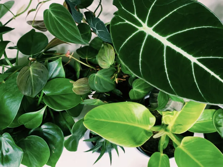 plant photo 1