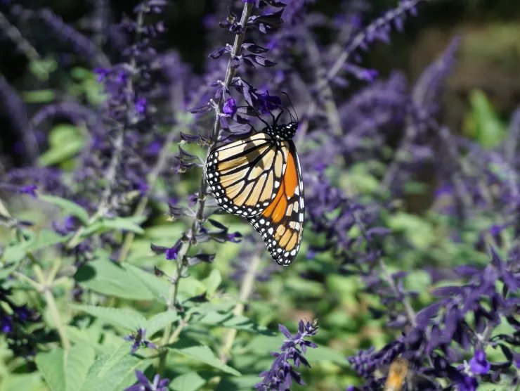 Image of a Monarch Butterfly on a purple plant.