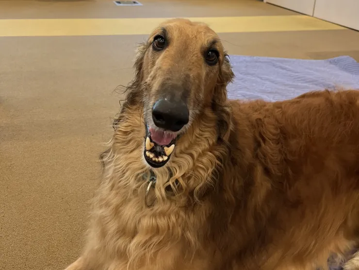 Zadira the Therapy Dog
