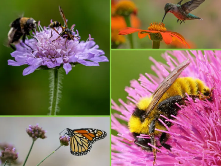 Grid of four photos; containing bees, a wasp, hummingbird, and a butterfly.