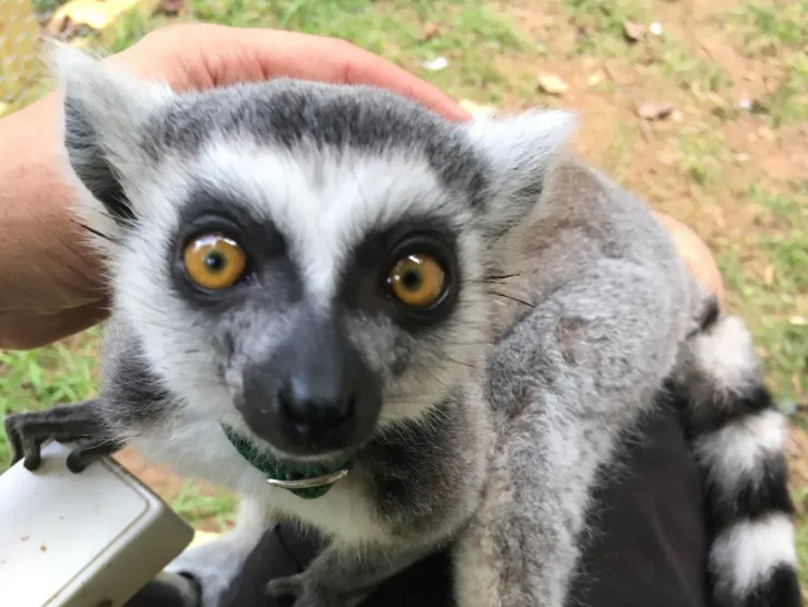 Photo of a ring-tailed lemur.  The lemur has amber eyes and is staring at the camera.  This lemur is sitting on someone's lap who is wearing black pants.  The lemur holds on with its paws and it's black and white tail wraps around.  