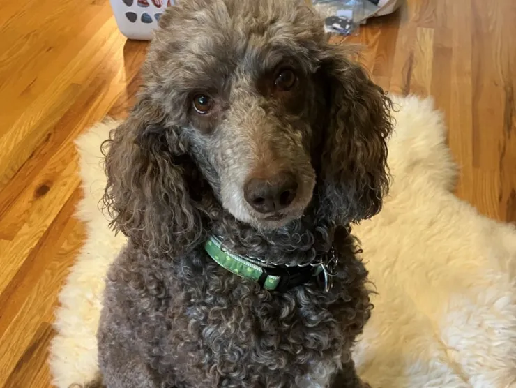 Image of a medium-sized standard poodle.  Hershey is a brown dog with a green collar.  She is sitting on a furry cream rug.
