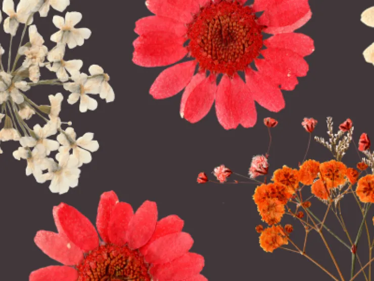 Pressed flowers