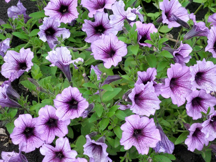 Do you love the ambiance of summer flora? 