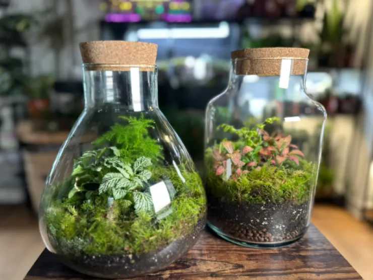 Terrarium