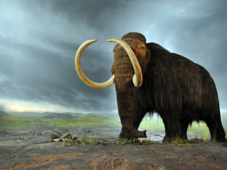 Illustration of a Wooly mammoth 