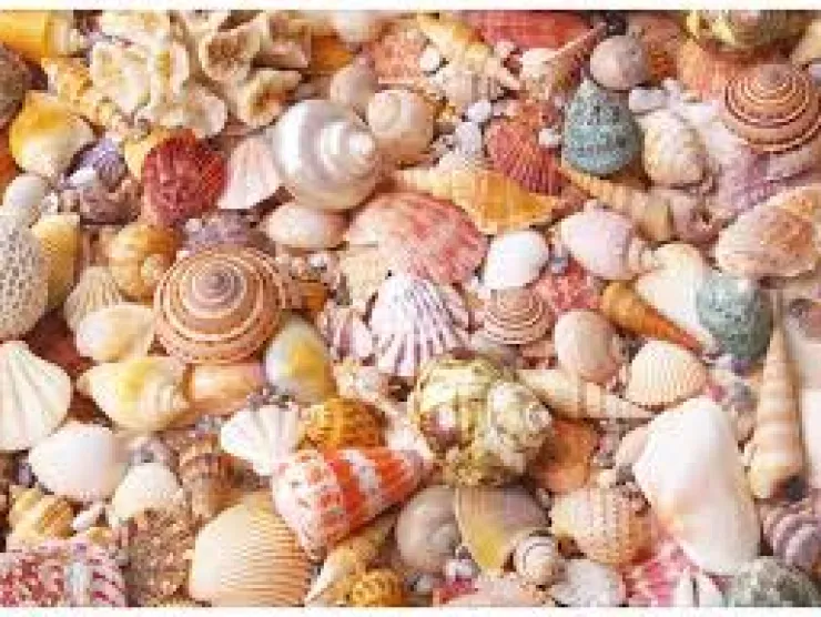 shells