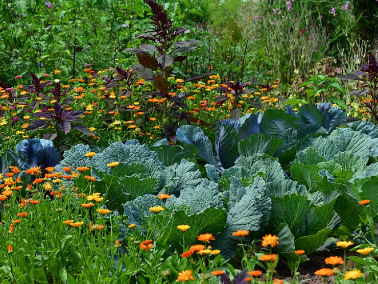 Companion Planting Example