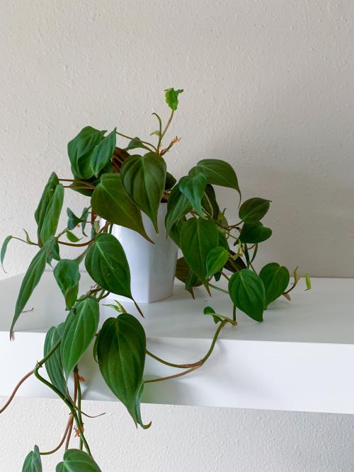 philodendron erubescens variegata Philodendron White Princess | Buy Online - Elegant Variegated Houseplant |  Mygreenscape