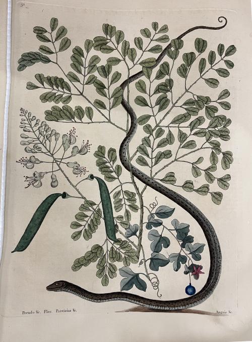 Spotted Ribbon Snake, Mark Catesby
