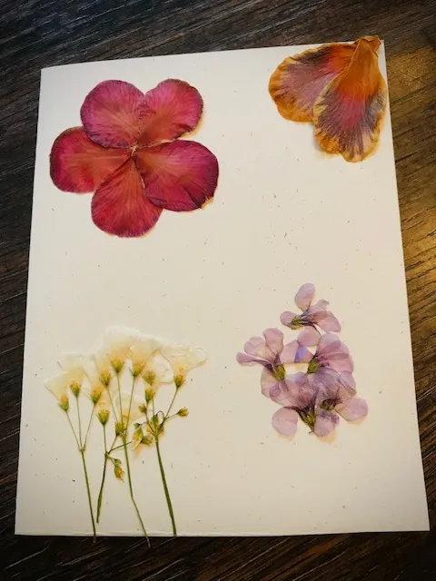 Pressed Flowers- camilla, clover