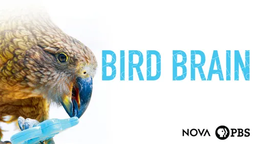 Nova: Bird Brain