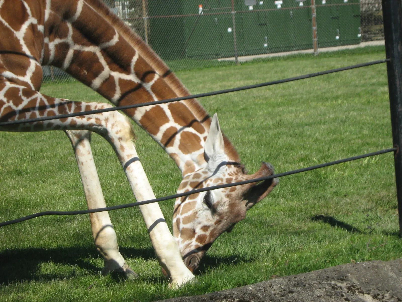 Event_Giraffe_Zoo