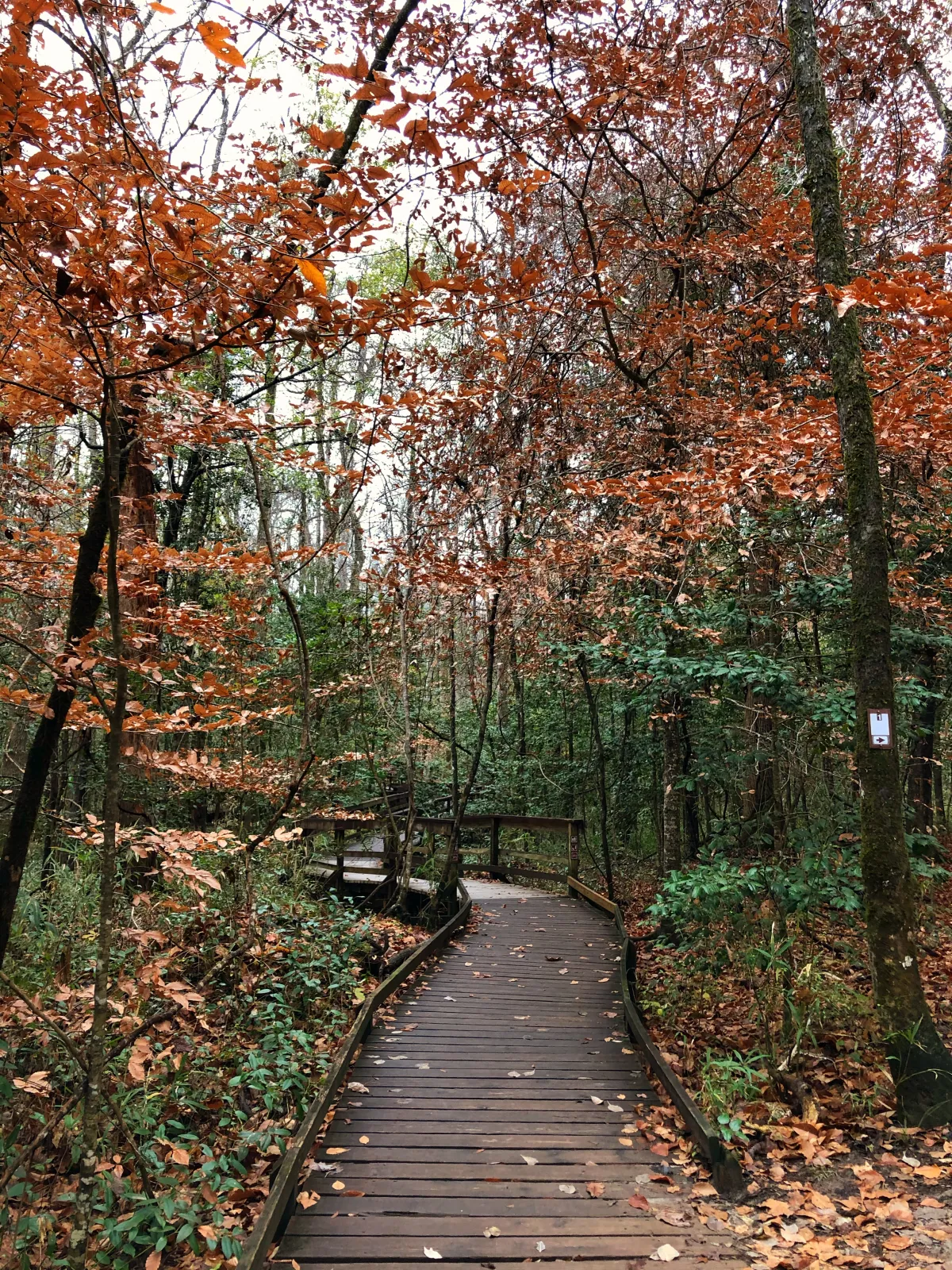 This is the Boardwalk Loop Trail during the autumn season.