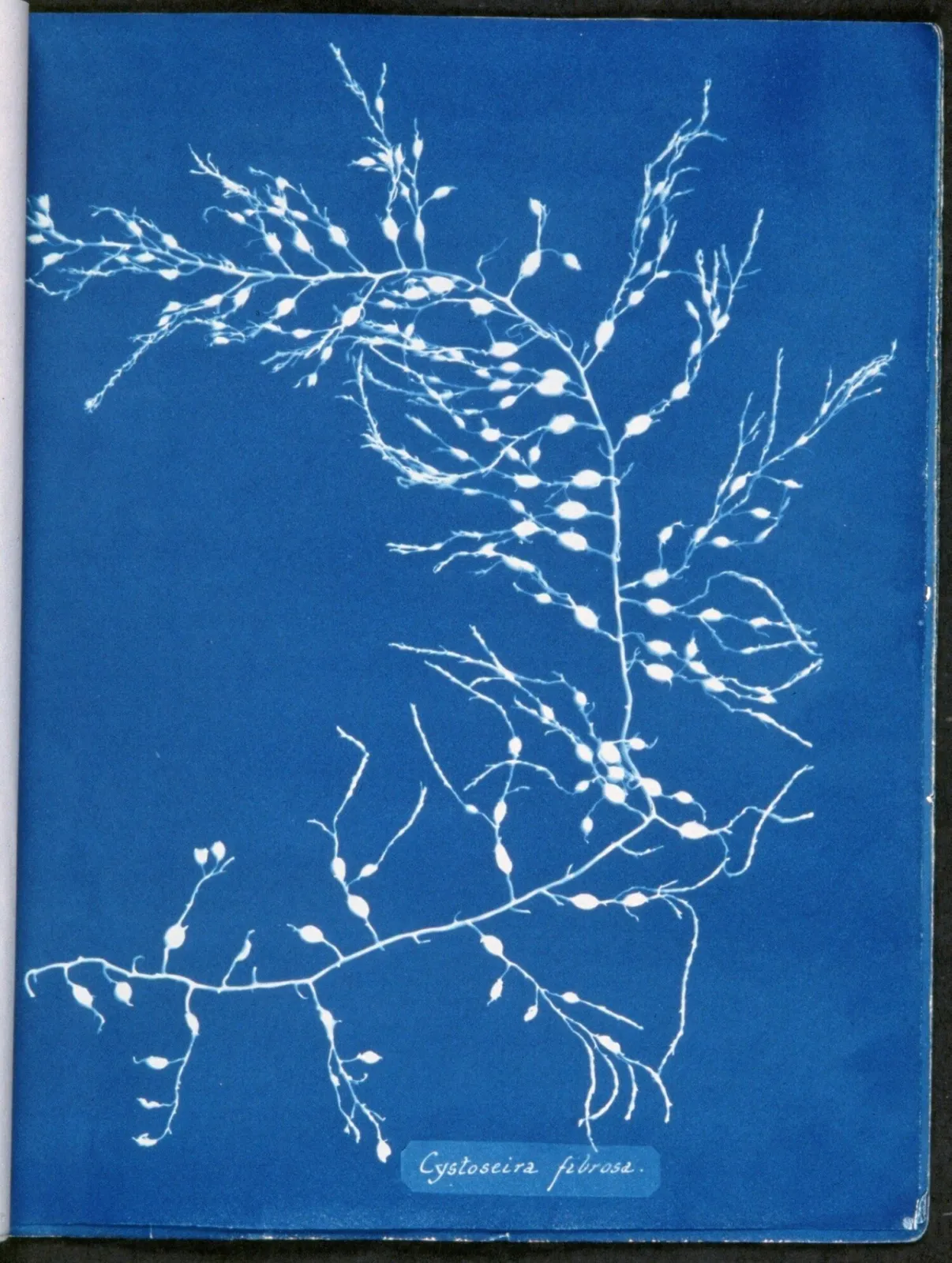 White image of feathery algae on a bright blue background created using the cyanotype process.