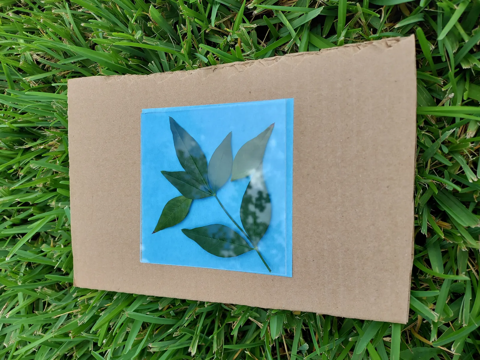 Image of sun print paper developing with an arrangement of Nandina leaves on top.