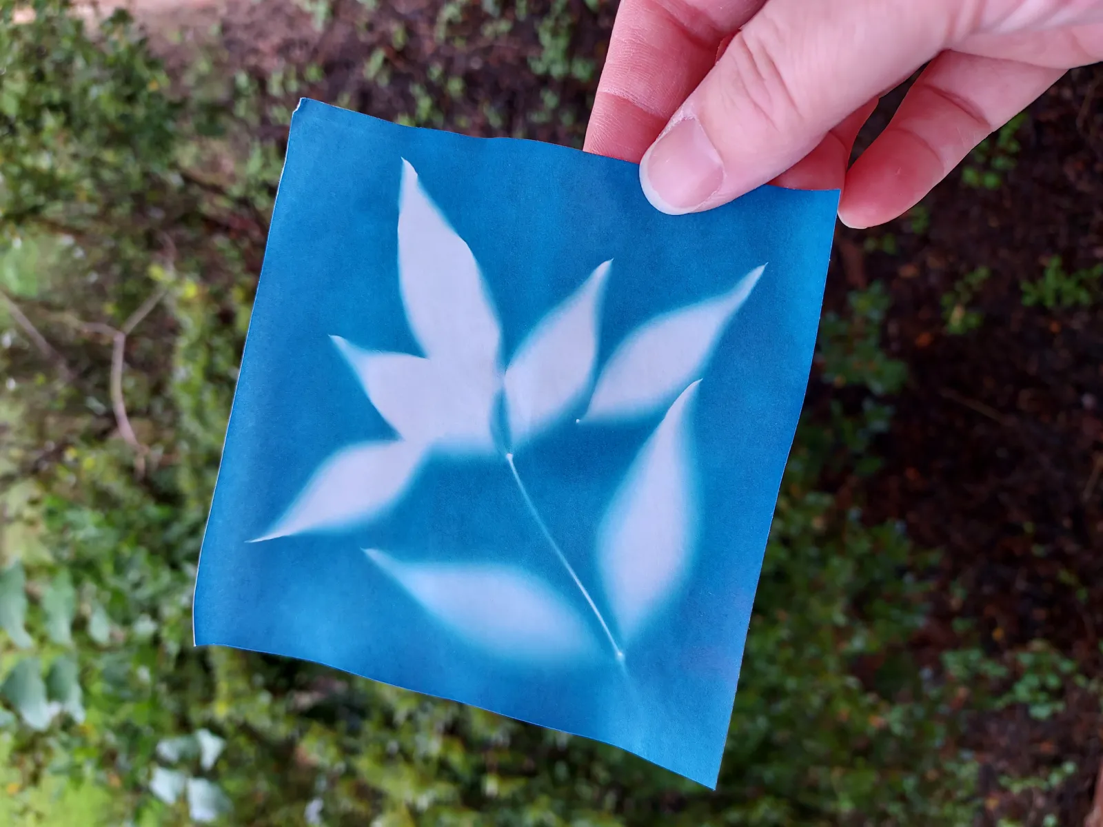 Completed sun print showing a blue background and white image of Nandina leaves.