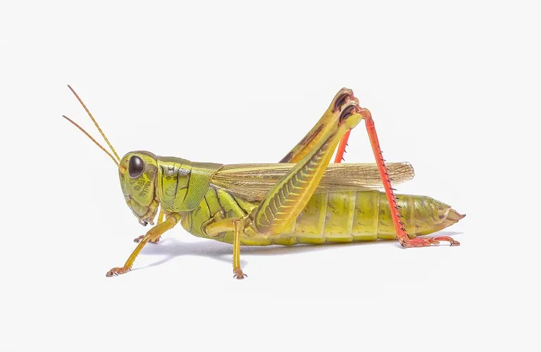 Grasshopper