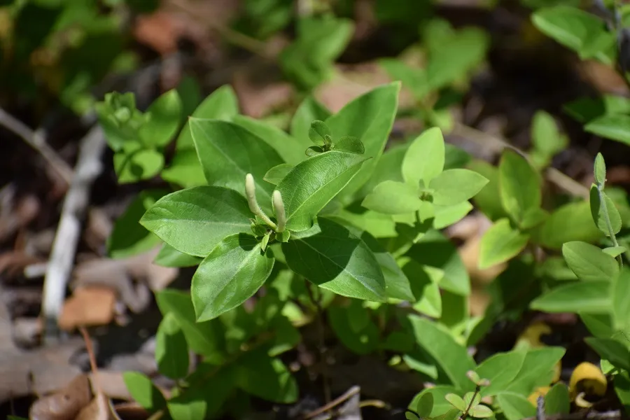 Photo of a vining plant: Japanese Honeysuckle