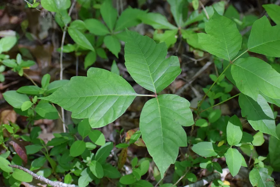 Photo of a plant with three leaves that have smooth edges: poison ivy