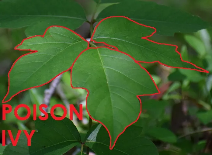 Photo of poison ivy with its leaflets outlined in red