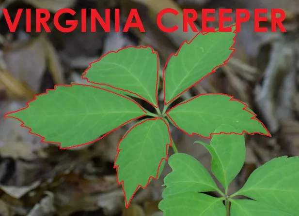 Photo of Virginia Creeper with its leaves outlined in red