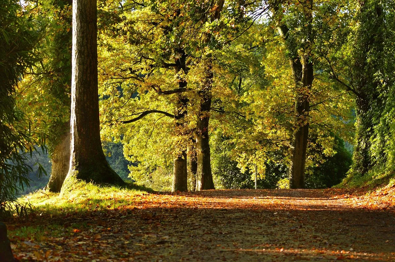 A woodland forest path at dawn
