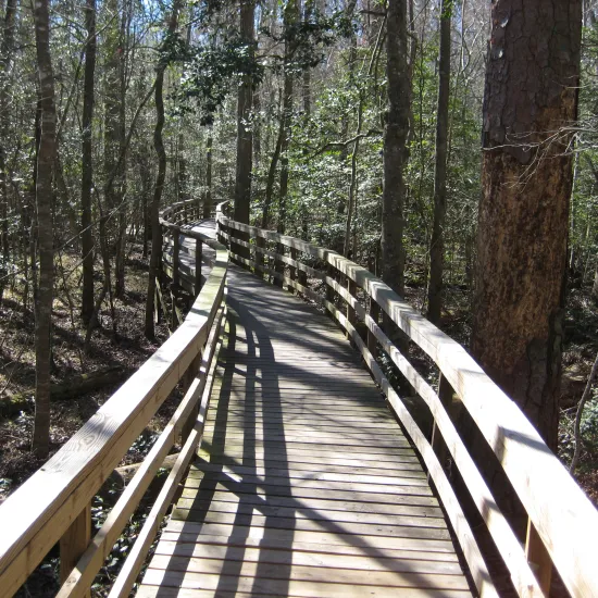 Boardwalk through Congaree National Park