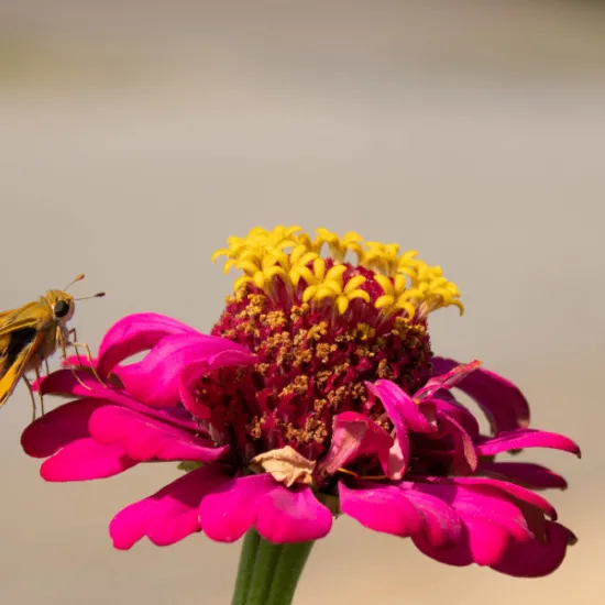 Pink Zinna with a yellow center is centered in the image with a brown moth resting on the left side of the petals. 