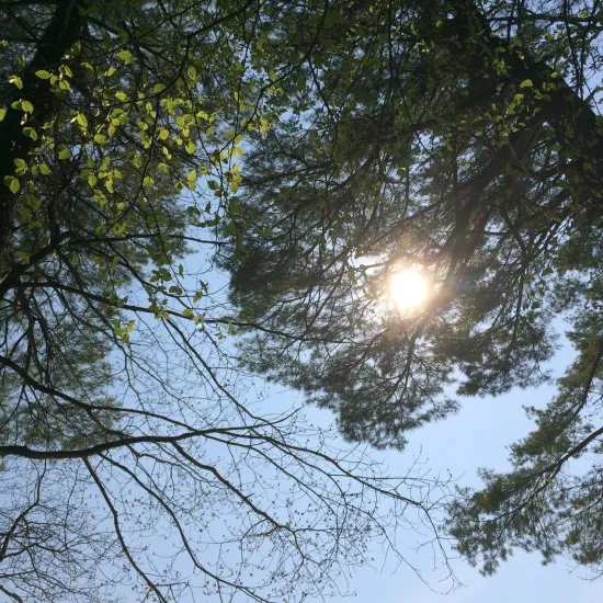 Sun shining through the trees