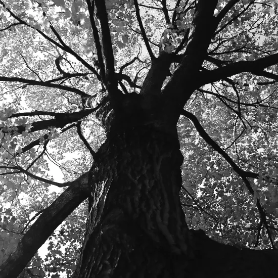 Black & White photo of Tree Canopy looking up from Roots