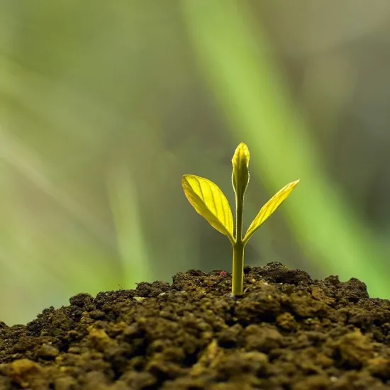 small sprout growing from dirt with sunshine