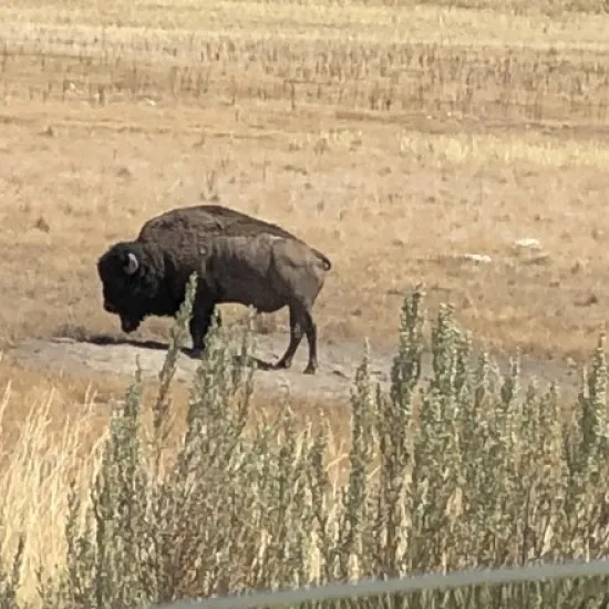 Bison on Antelope Island