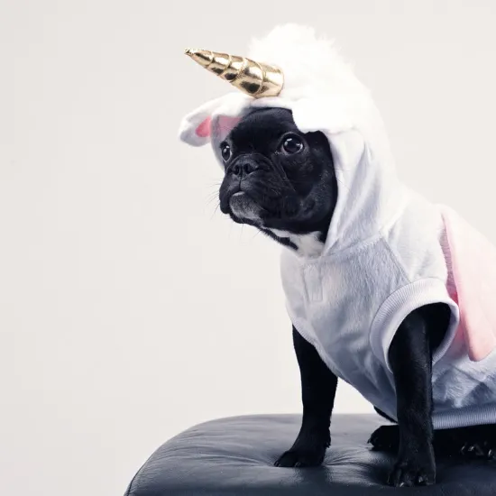 Photo of a black pug in a pink unicorn costume