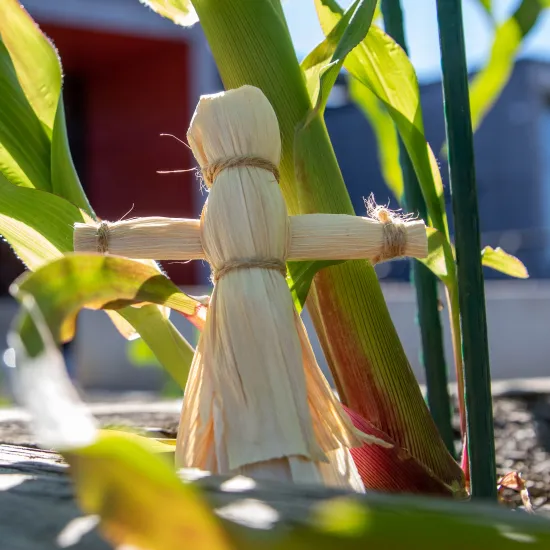 tan corn husk doll next to green corn